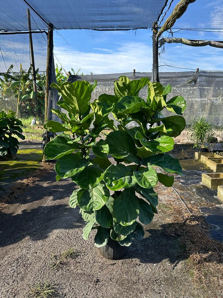 ficus-lyrata-fiddle-leaf-fig-ficus-pandurata