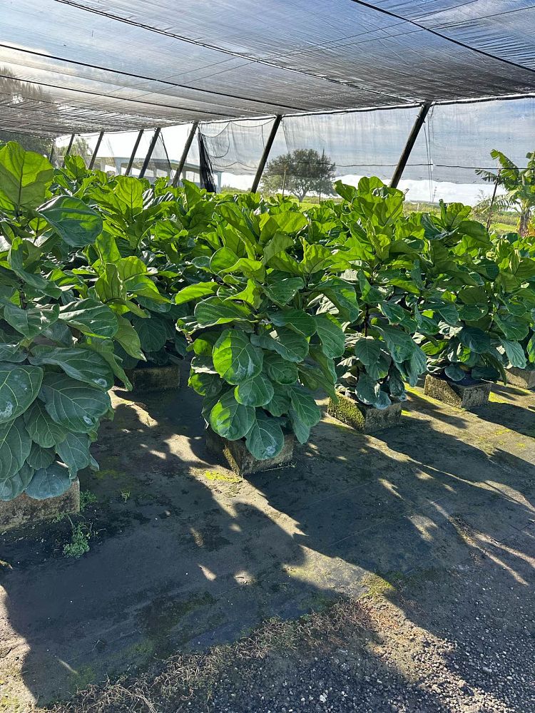 ficus-lyrata-fiddle-leaf-fig-ficus-pandurata