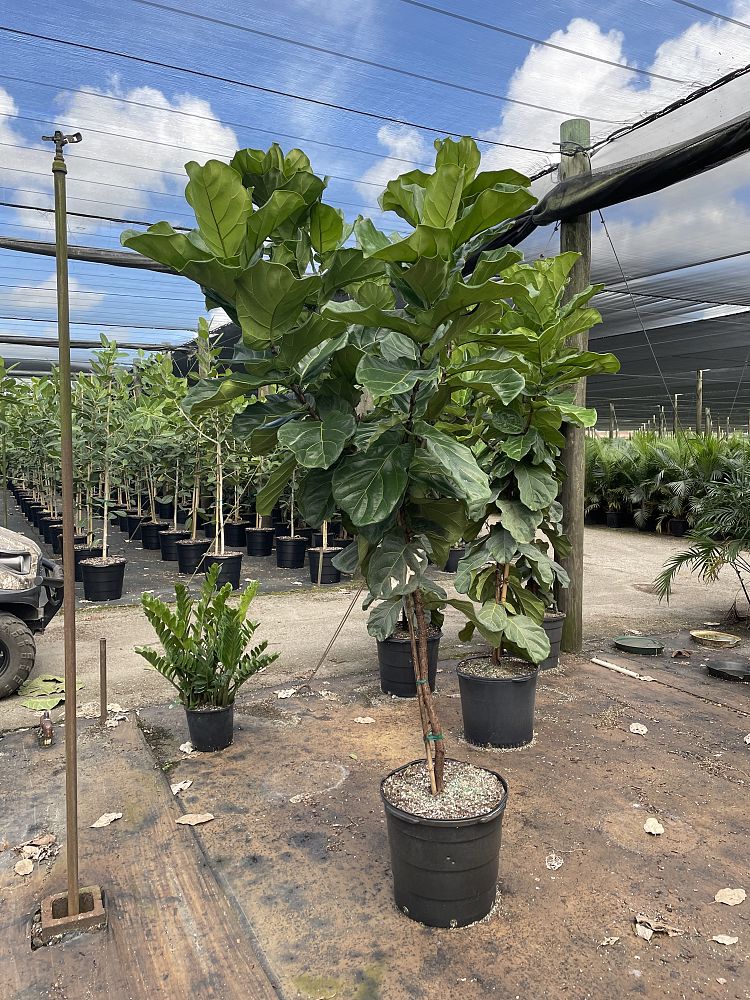 ficus-lyrata-fiddle-leaf-fig-ficus-pandurata