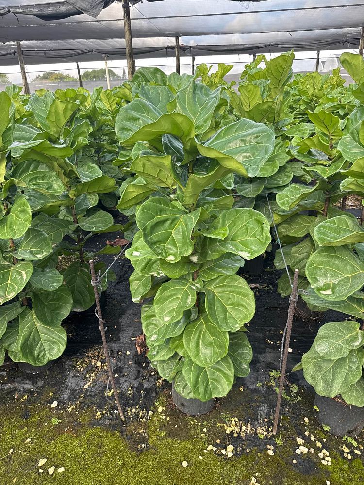 ficus-lyrata-fiddle-leaf-fig-ficus-pandurata