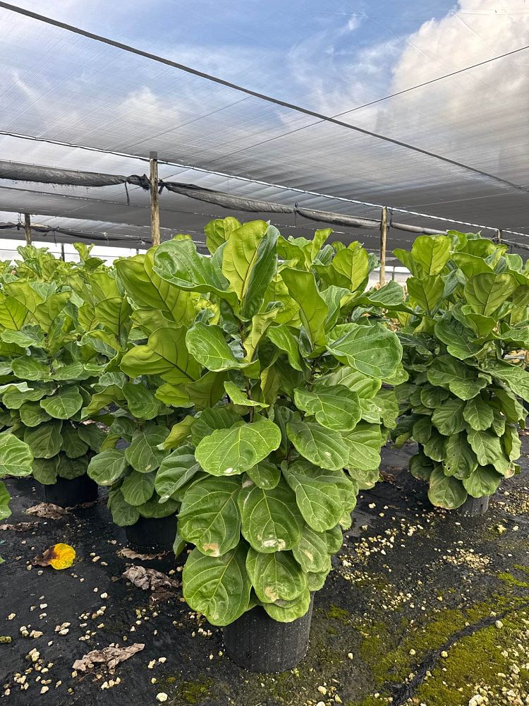 ficus-lyrata-fiddle-leaf-fig-ficus-pandurata