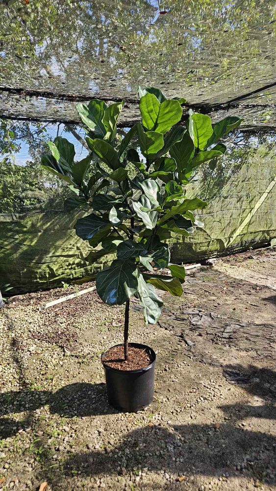 ficus-lyrata-fiddle-leaf-fig-ficus-pandurata