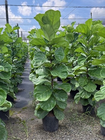 ficus-lyrata-fiddle-leaf-fig-ficus-pandurata