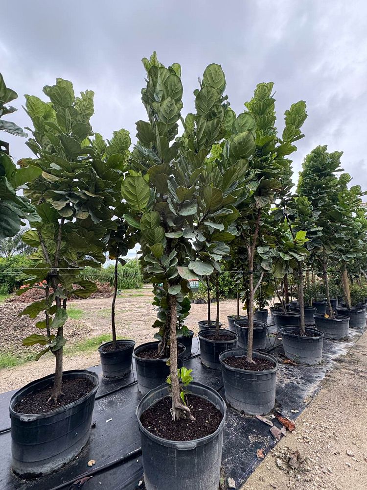 ficus-lyrata-fiddle-leaf-fig-ficus-pandurata
