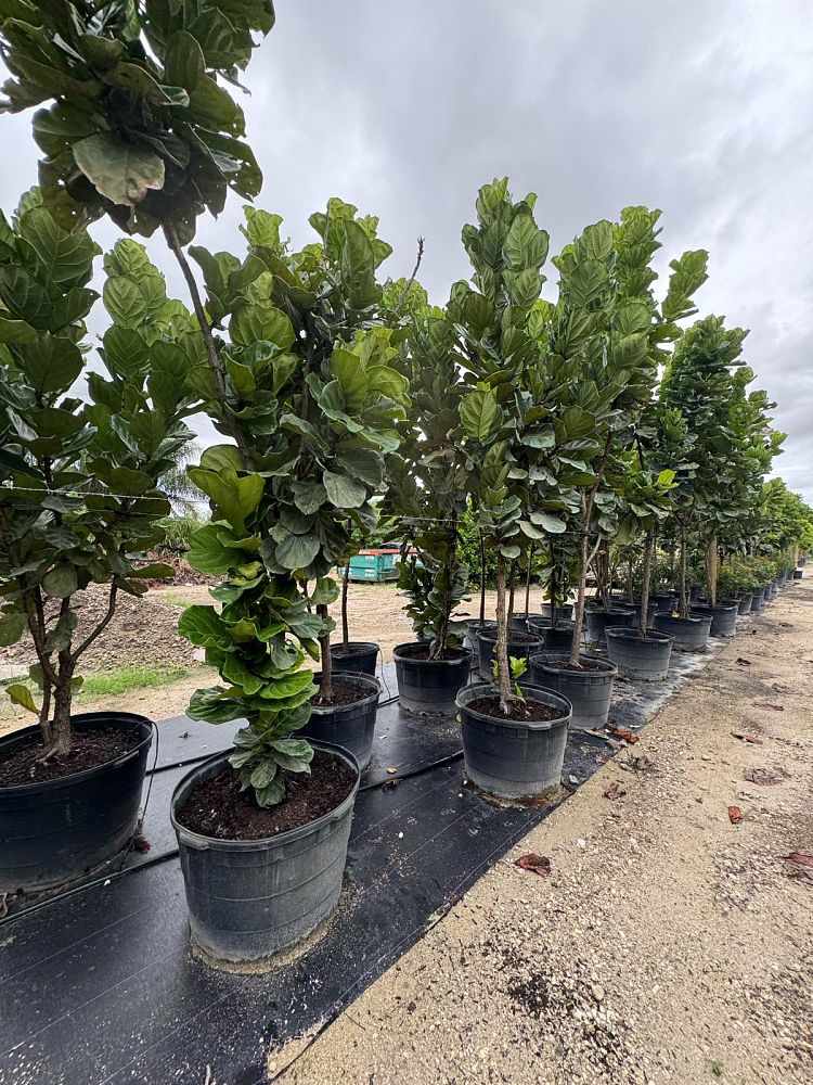 ficus-lyrata-fiddle-leaf-fig-ficus-pandurata