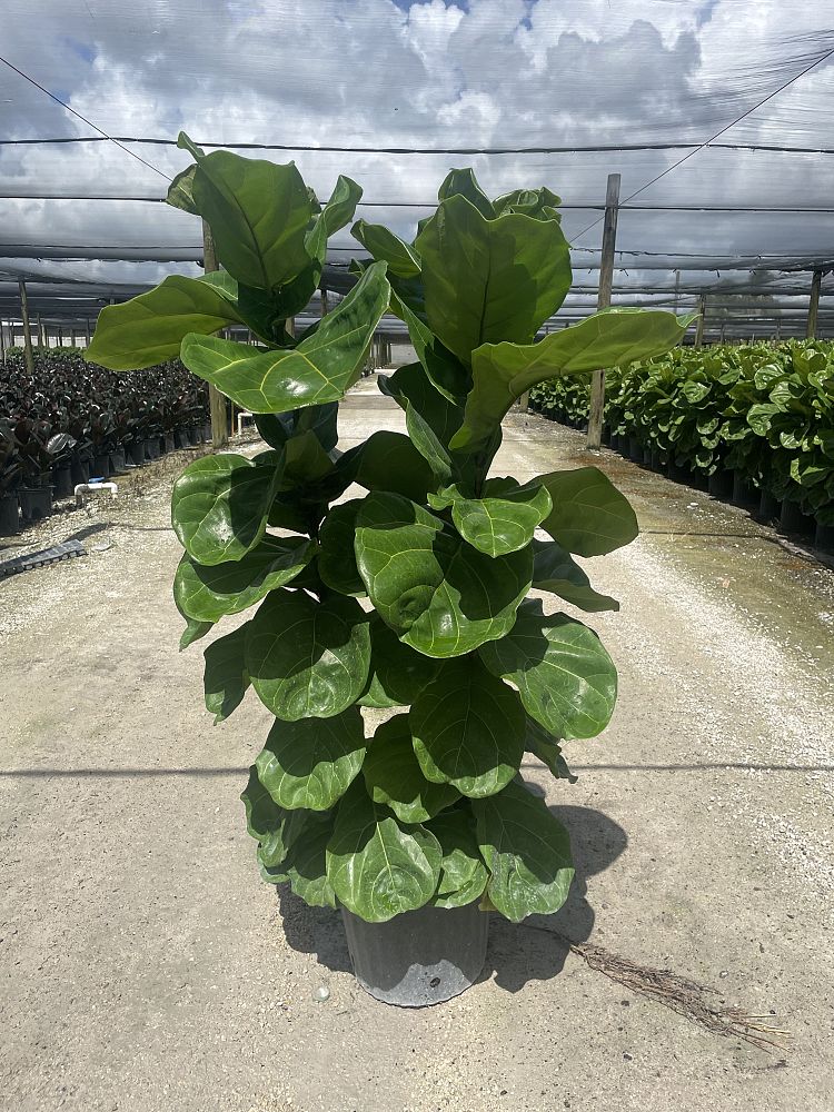 ficus-lyrata-fiddle-leaf-fig-ficus-pandurata