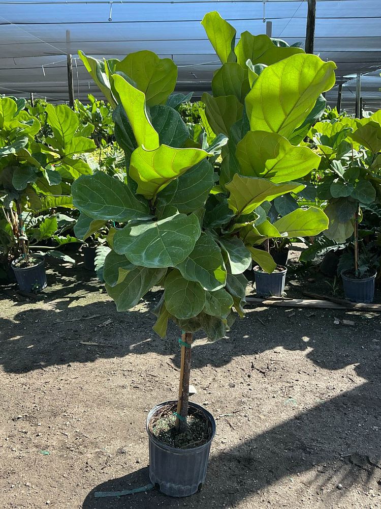 ficus-lyrata-fiddle-leaf-fig-ficus-pandurata