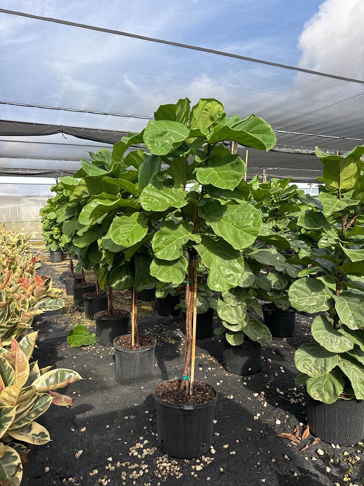 ficus-lyrata-fiddle-leaf-fig-ficus-pandurata