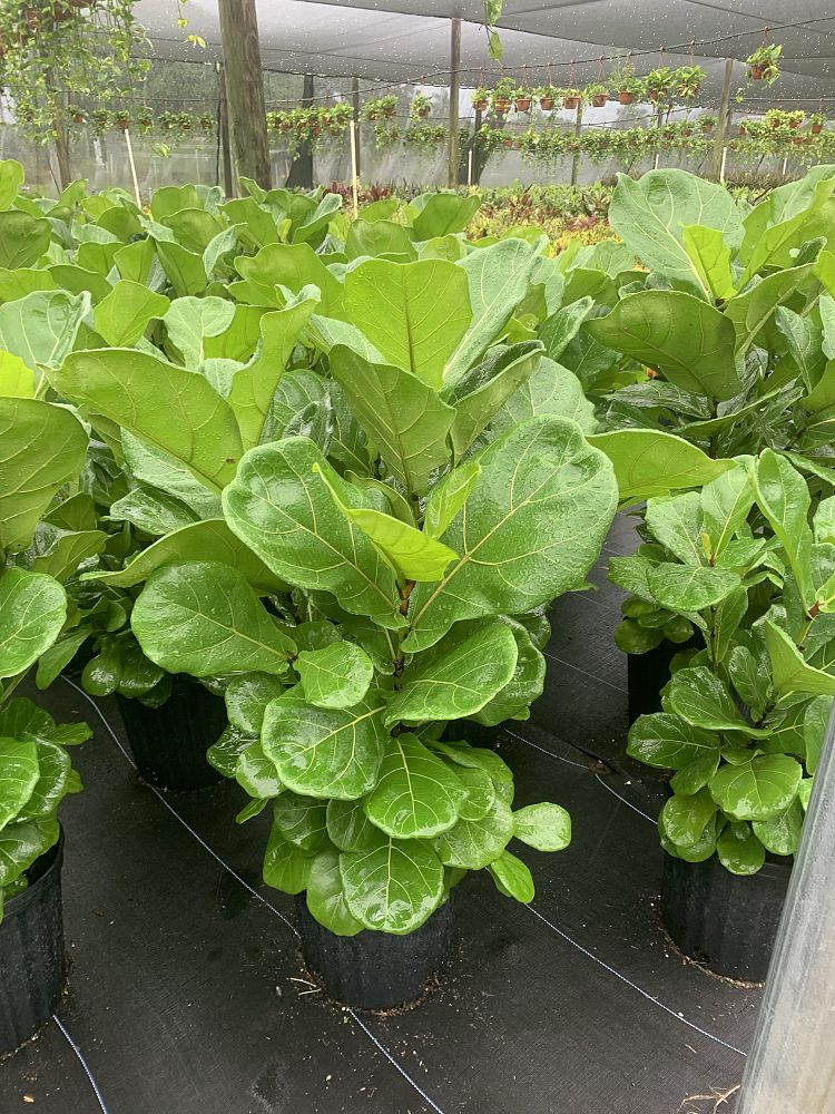 ficus-lyrata-fiddle-leaf-fig-ficus-pandurata