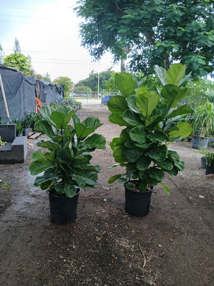 ficus-lyrata-fiddle-leaf-fig-ficus-pandurata