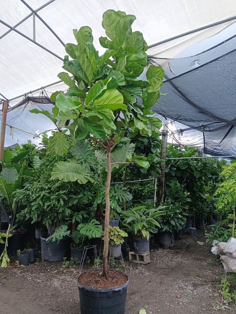 ficus-lyrata-fiddle-leaf-fig-ficus-pandurata