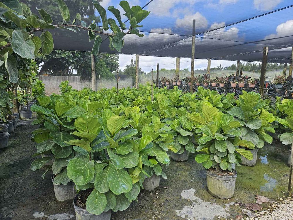 ficus-lyrata-fiddle-leaf-fig-ficus-pandurata