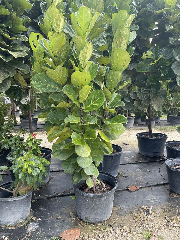 ficus-lyrata-fiddle-leaf-fig-ficus-pandurata