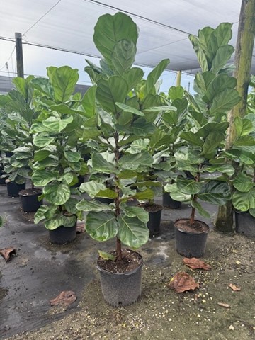 ficus-lyrata-fiddle-leaf-fig-ficus-pandurata