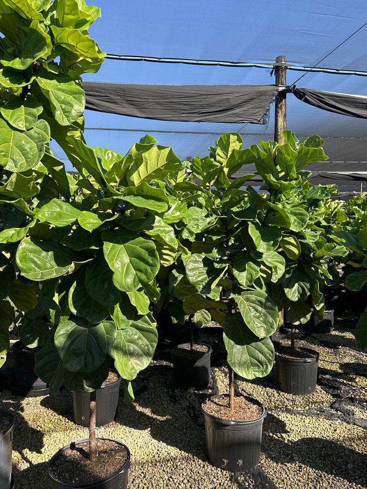 ficus-lyrata-fiddle-leaf-fig-ficus-pandurata