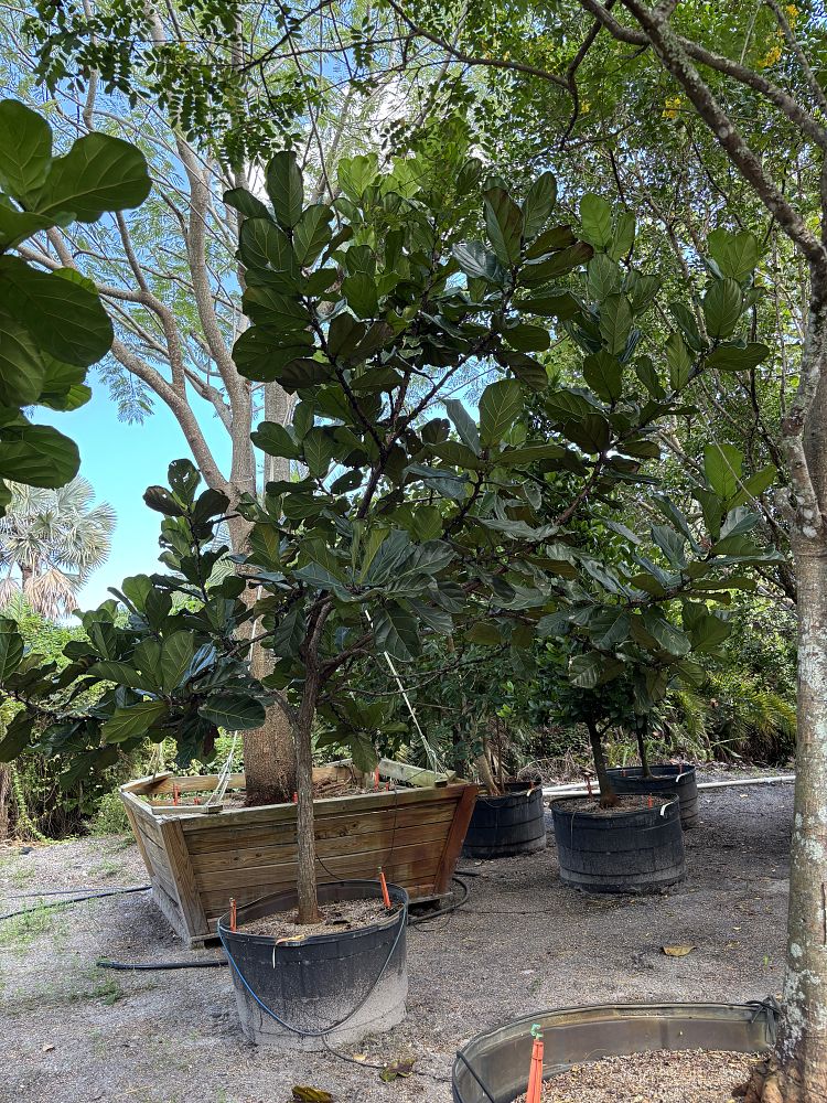 ficus-lyrata-fiddle-leaf-fig-ficus-pandurata