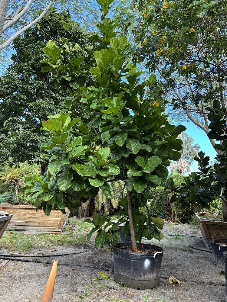 ficus-lyrata-fiddle-leaf-fig-ficus-pandurata