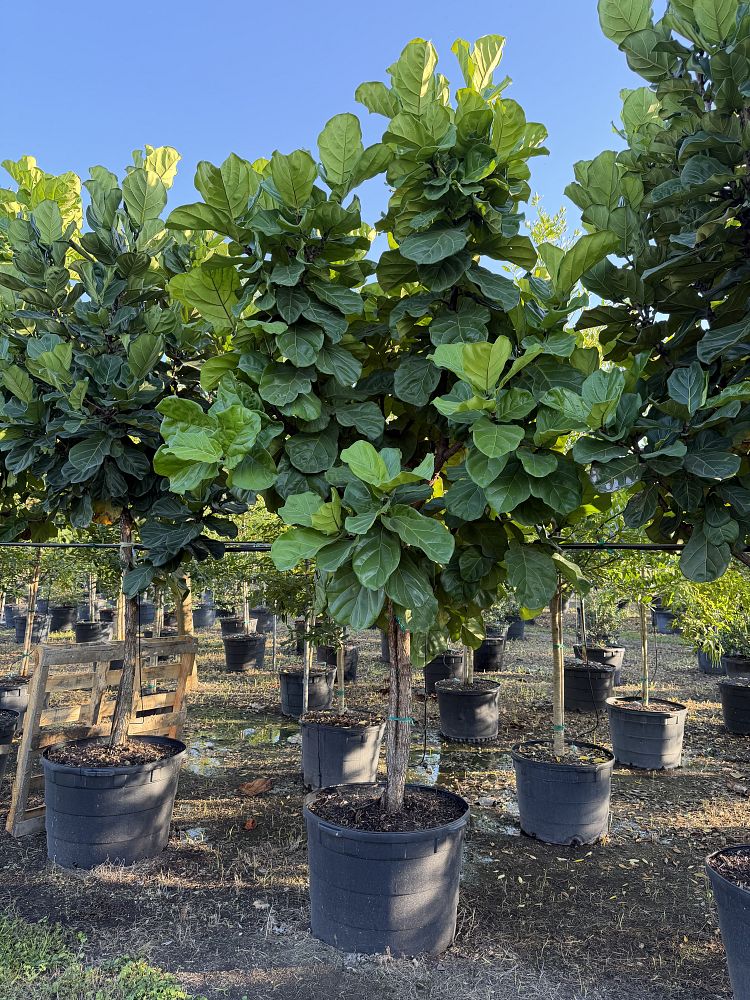 ficus-lyrata-fiddle-leaf-fig-ficus-pandurata