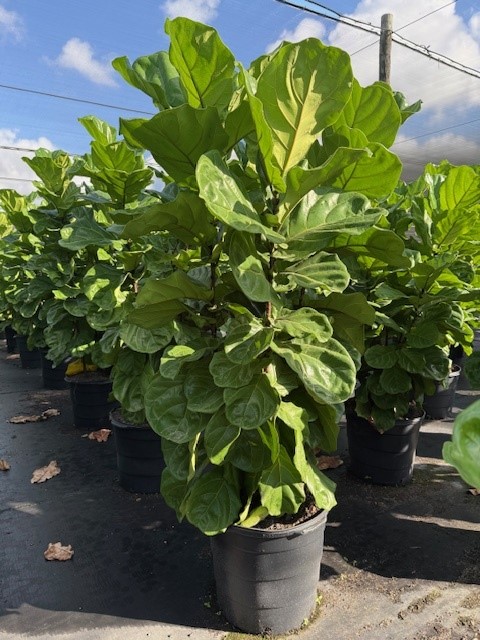 ficus-lyrata-fiddle-leaf-fig-ficus-pandurata