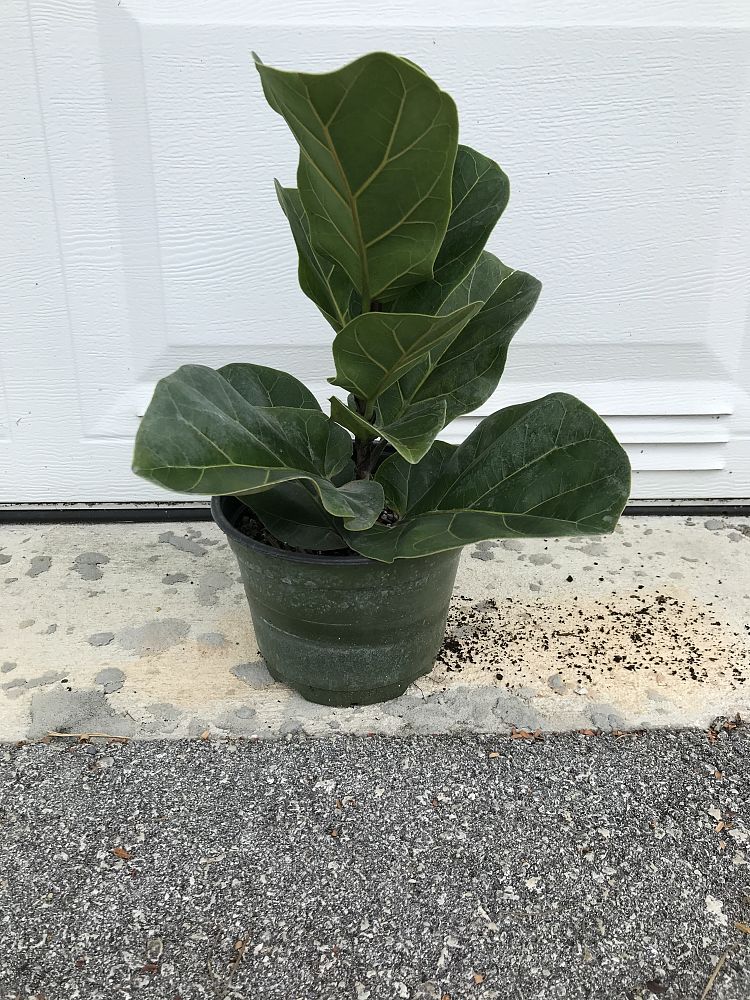 ficus-lyrata-little-fiddle-fiddle-leaf-fig-ficus-pandurata
