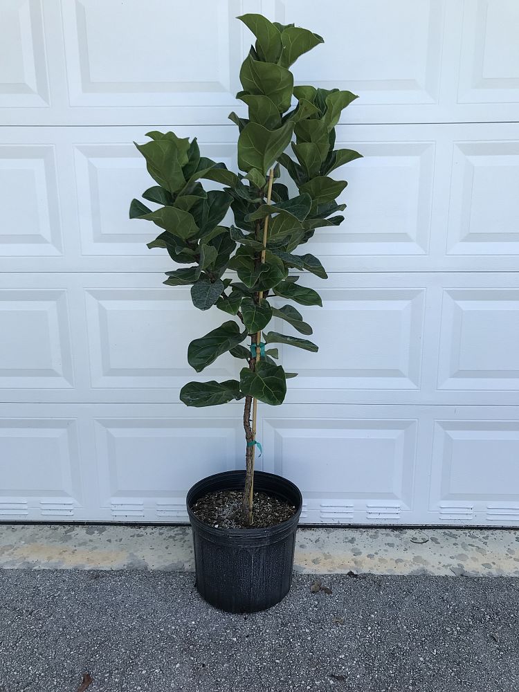 ficus-lyrata-little-fiddle-fiddle-leaf-fig-ficus-pandurata