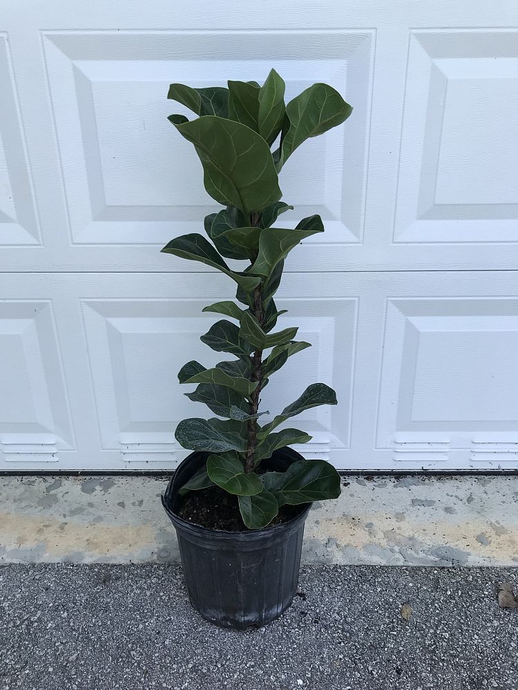 ficus-lyrata-little-fiddle-fiddle-leaf-fig-ficus-pandurata