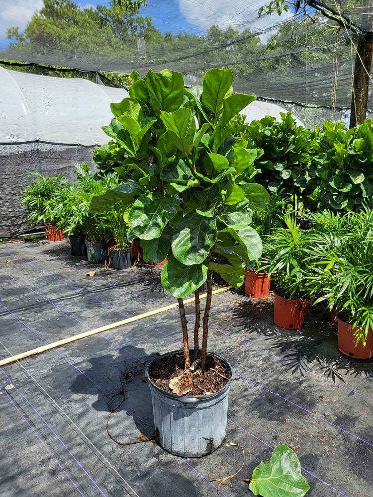 ficus-lyrata-little-fiddle-fiddle-leaf-fig-ficus-pandurata