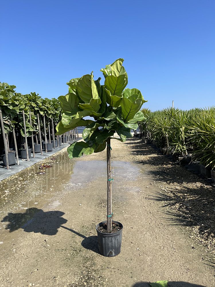 ficus-lyrata-little-fiddle-fiddle-leaf-fig-ficus-pandurata