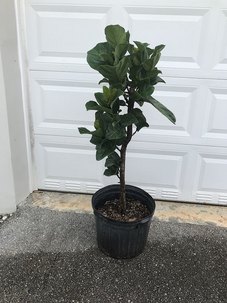 ficus-lyrata-little-fiddle-fiddle-leaf-fig-ficus-pandurata