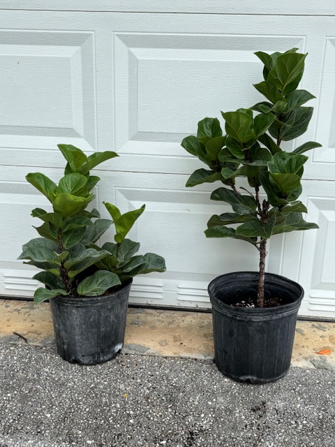 ficus-lyrata-little-fiddle-fiddle-leaf-fig-ficus-pandurata