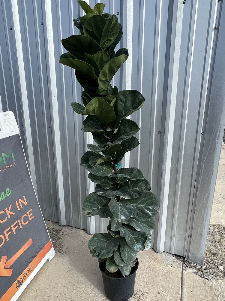 ficus-lyrata-little-sunshine-little-sunshine-fiddle-leaf-fig-dwarf-fiddle-leaf-fig