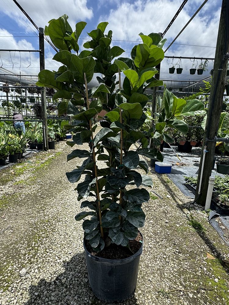 ficus-lyrata-little-sunshine-little-sunshine-fiddle-leaf-fig-dwarf-fiddle-leaf-fig