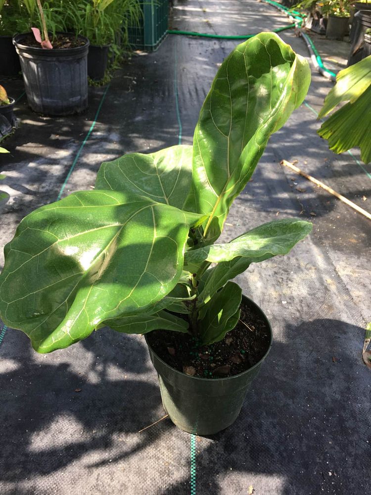 ficus-lyrata-suncoast-fiddle-leaf-fig-ficus-pandurata