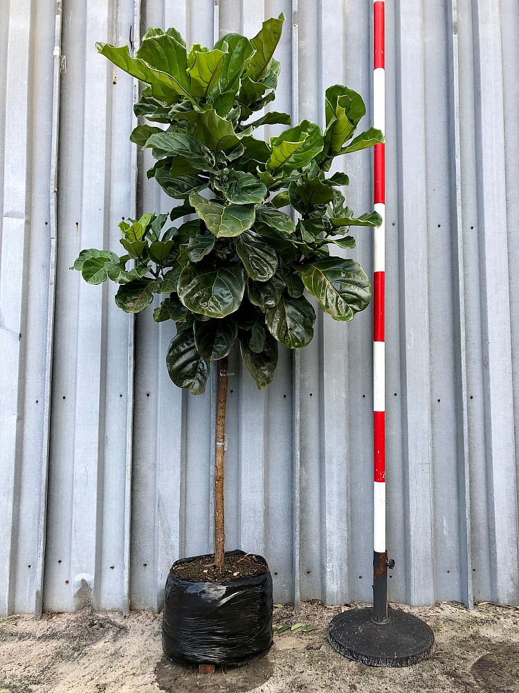 ficus-lyrata-suncoast-fiddle-leaf-fig-ficus-pandurata