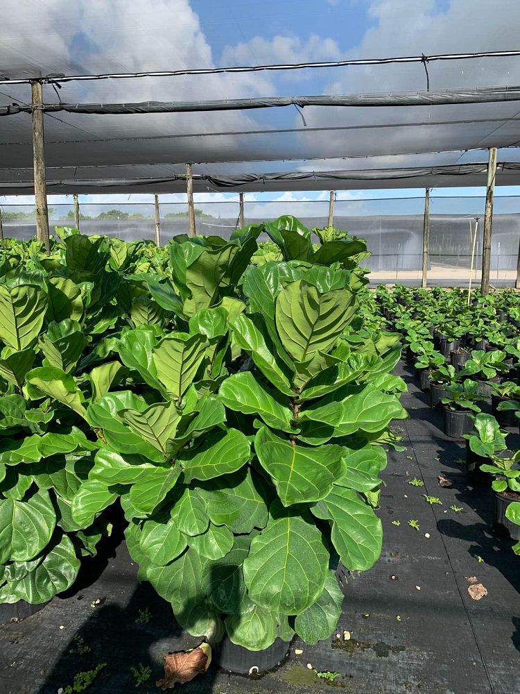 ficus-lyrata-suncoast-fiddle-leaf-fig-ficus-pandurata