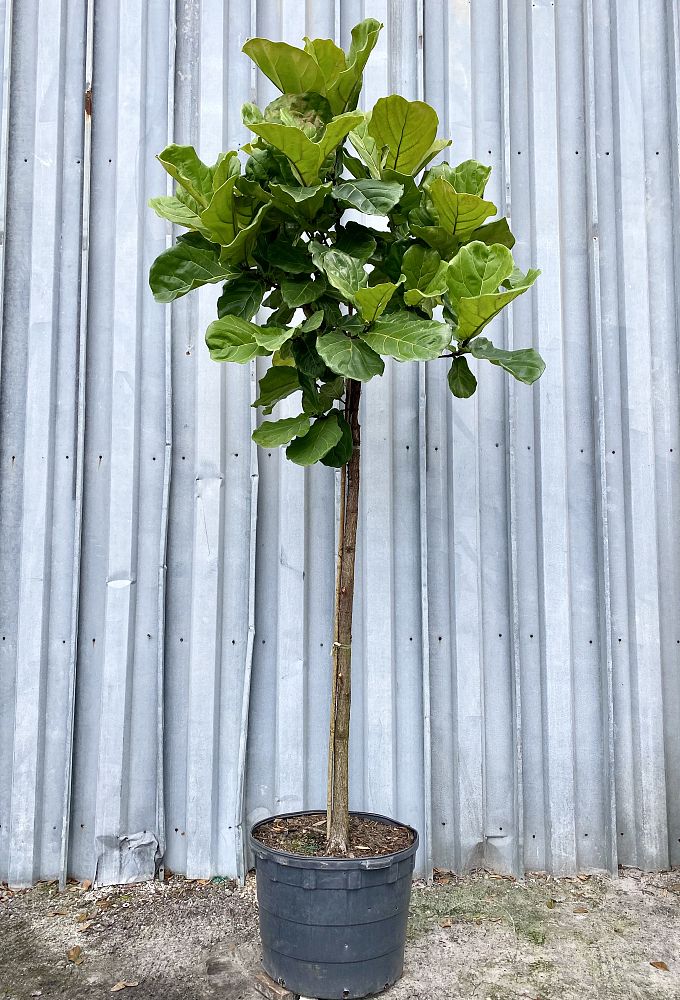 ficus-lyrata-suncoast-fiddle-leaf-fig-ficus-pandurata