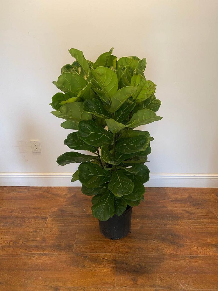 ficus-lyrata-suncoast-fiddle-leaf-fig-ficus-pandurata