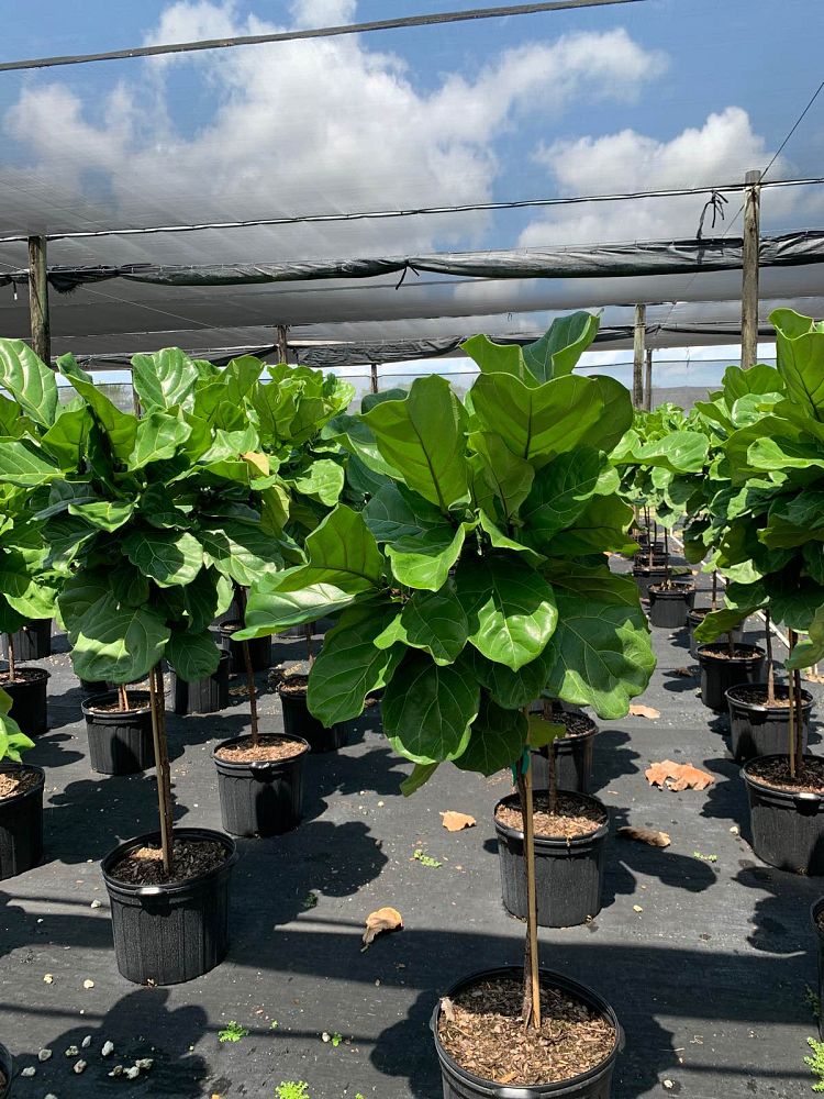 ficus-lyrata-suncoast-fiddle-leaf-fig-ficus-pandurata