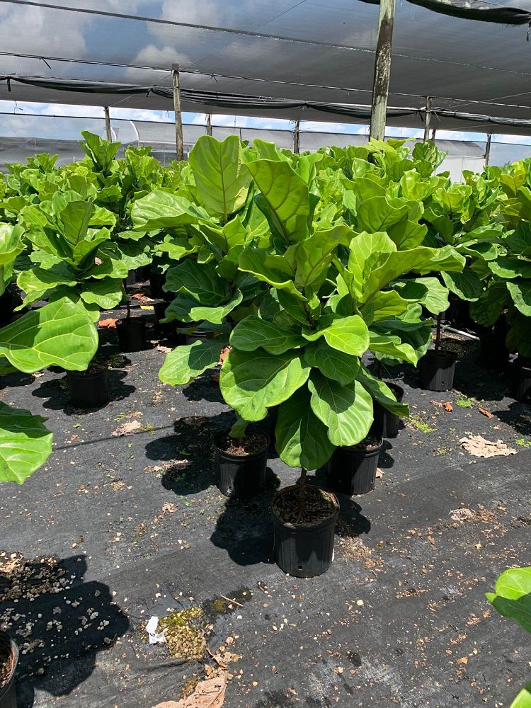 ficus-lyrata-suncoast-fiddle-leaf-fig-ficus-pandurata