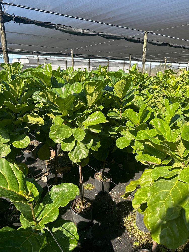 ficus-lyrata-suncoast-fiddle-leaf-fig-ficus-pandurata
