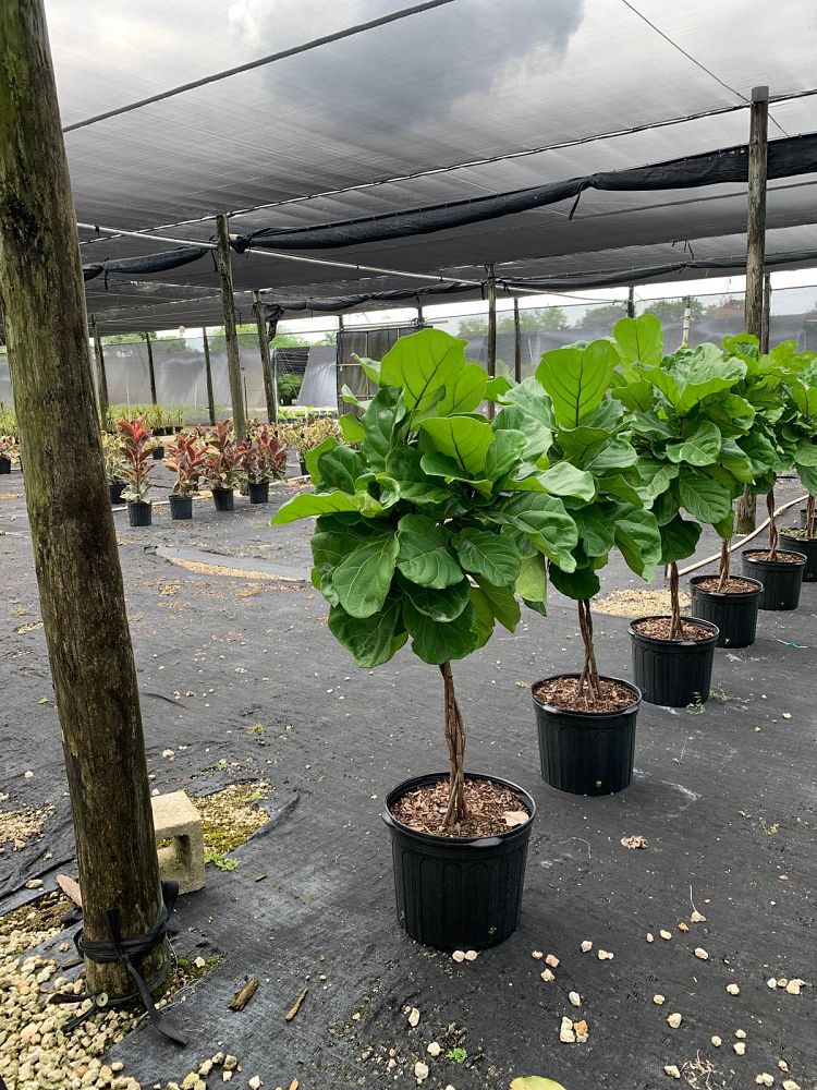 ficus-lyrata-suncoast-fiddle-leaf-fig-ficus-pandurata