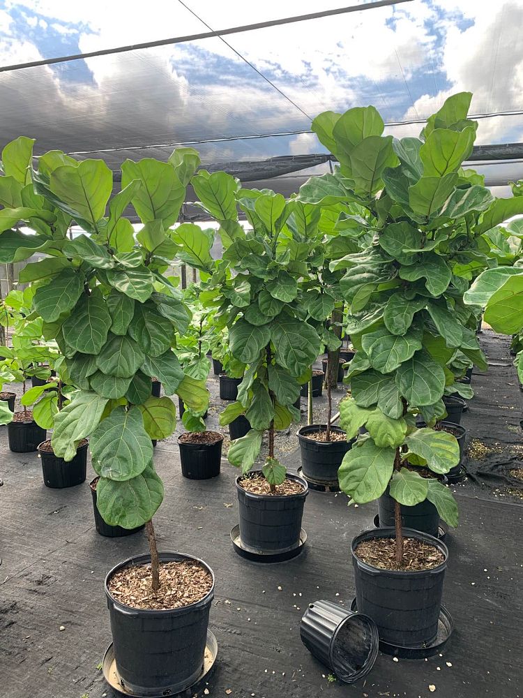 ficus-lyrata-suncoast-fiddle-leaf-fig-ficus-pandurata