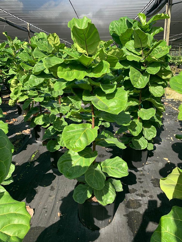 ficus-lyrata-suncoast-fiddle-leaf-fig-ficus-pandurata
