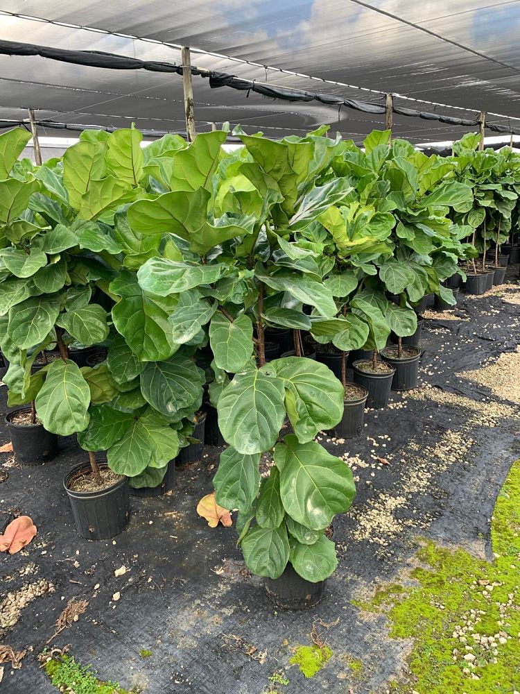ficus-lyrata-suncoast-fiddle-leaf-fig-ficus-pandurata