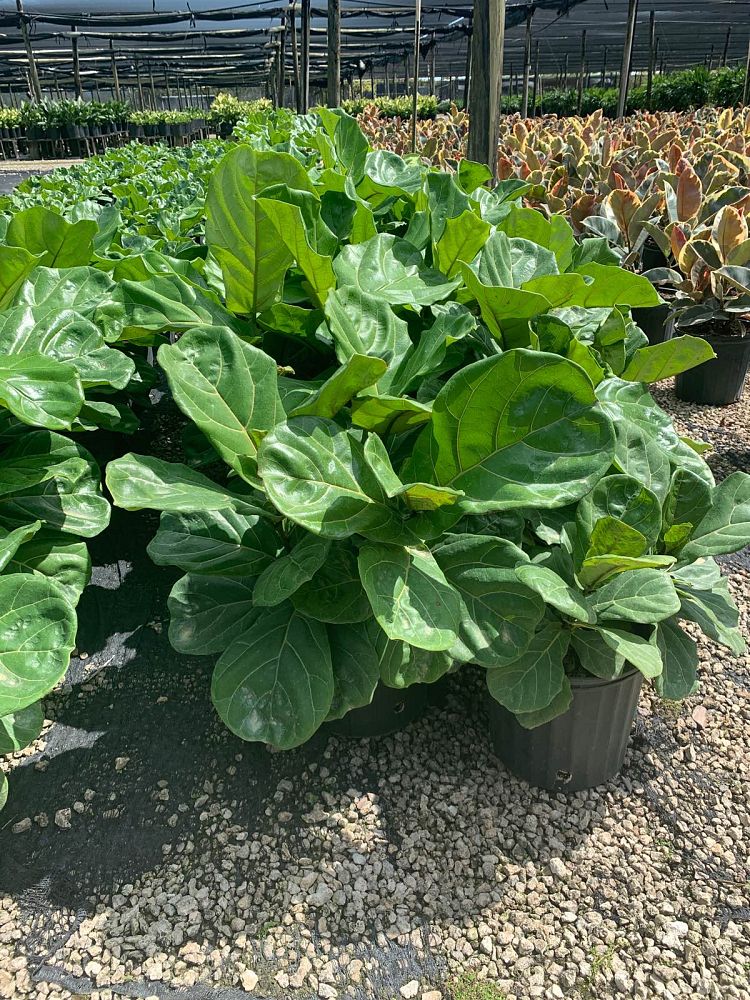 ficus-lyrata-suncoast-fiddle-leaf-fig-ficus-pandurata