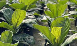 ficus-lyrata-suncoast-fiddle-leaf-fig-ficus-pandurata