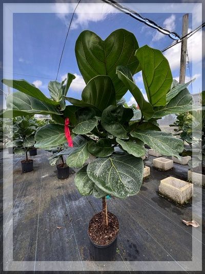 ficus-lyrata-suncoast-fiddle-leaf-fig-ficus-pandurata