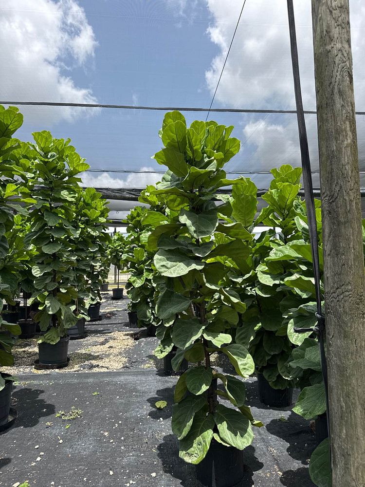 ficus-lyrata-suncoast-fiddle-leaf-fig-ficus-pandurata