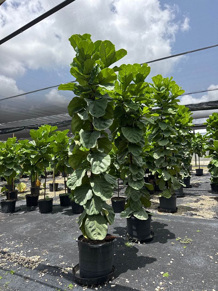ficus-lyrata-suncoast-fiddle-leaf-fig-ficus-pandurata