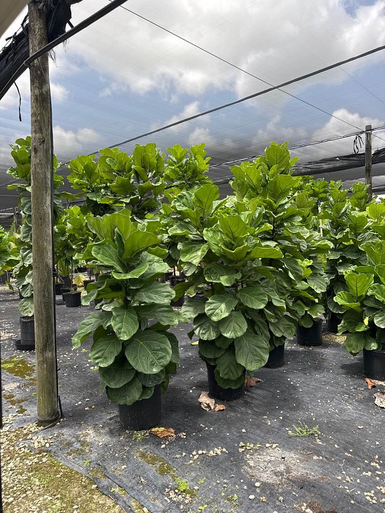 ficus-lyrata-suncoast-fiddle-leaf-fig-ficus-pandurata